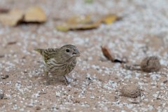 DPPhotography - Pantanal - Saffron finch - B