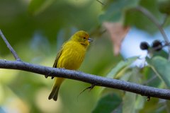DPPhotography - Pantanal - Saffron finch - E
