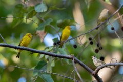 DPPhotography - Pantanal - Saffron finch - F