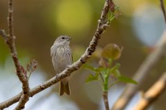 DPPhotography - Pantanal - Saffron finch - G