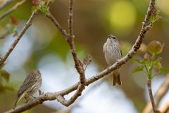 DPPhotography - Pantanal - Saffron finch - H