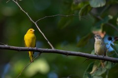 DPPhotography - Pantanal - Saffron finch - I