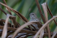 DPPhotography - Pantanal - Saffron finch - J