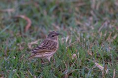 DPPhotography - Pantanal - Saffron finch - K
