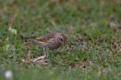 DPPhotography - Pantanal - Saffron finch - L