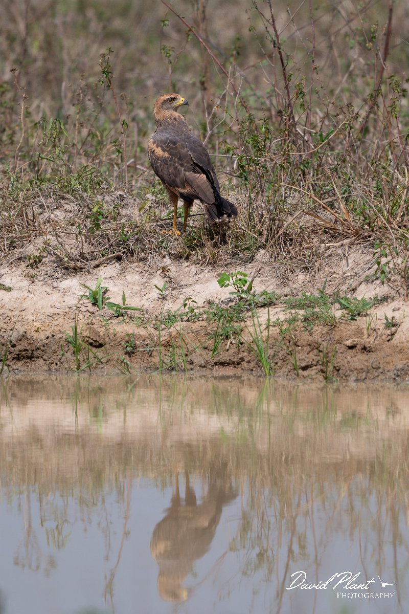 DPPhotography - Pantanal - Savanna hawk - A.jpg - Savanna hawk - Pantanal, Brazil