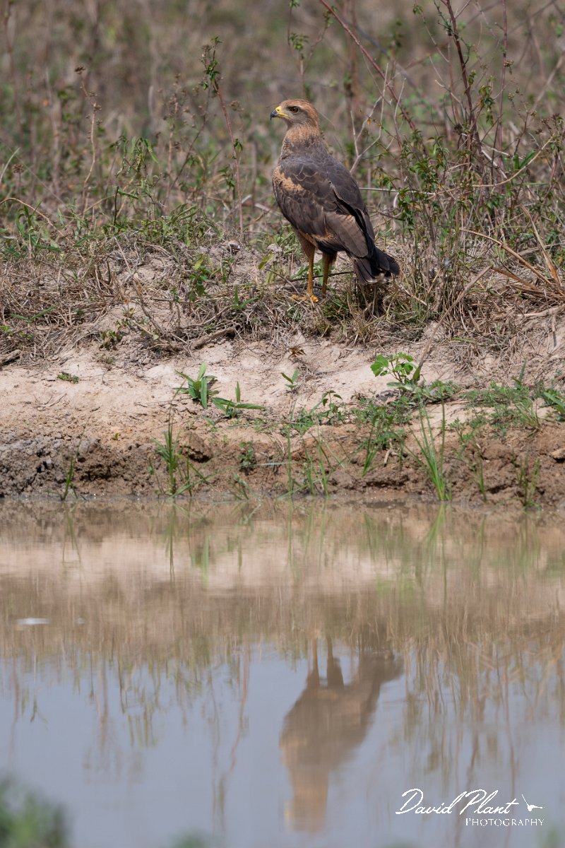 DPPhotography - Pantanal - Savanna hawk - B.jpg - Savanna hawk - Pantanal, Brazil