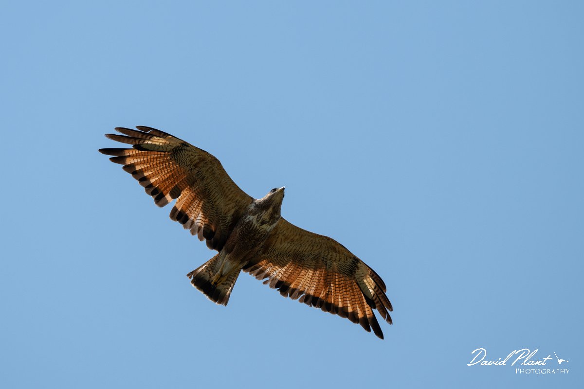 DPPhotography - Pantanal - Savanna hawk - C.jpg - Savanna hawk - Transpantaneira, Brazil
