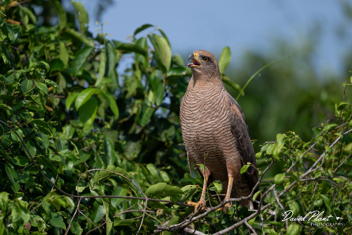 DPPhotography - Pantanal - Savanna hawk - D.jpg - Savanna hawk - Transpantaneira, Brazil
