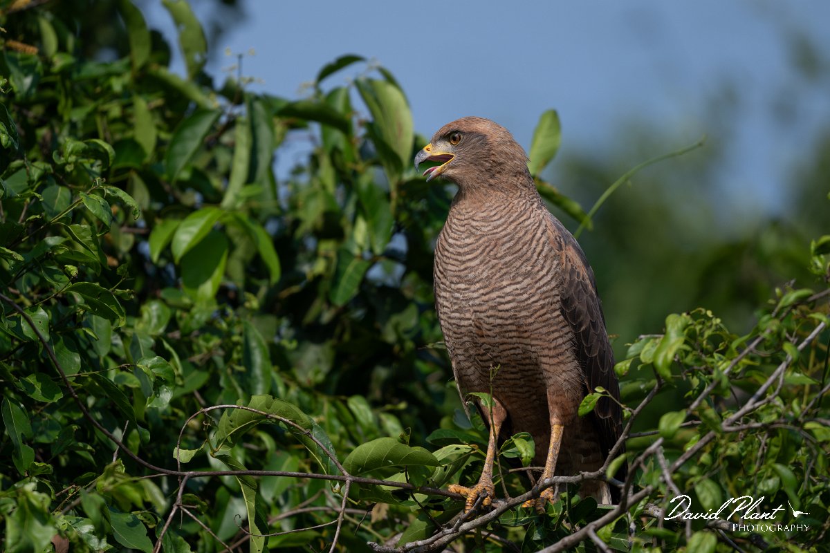 DPPhotography - Pantanal - Savanna hawk - E.jpg - Savanna hawk - Transpantaneira, Brazil