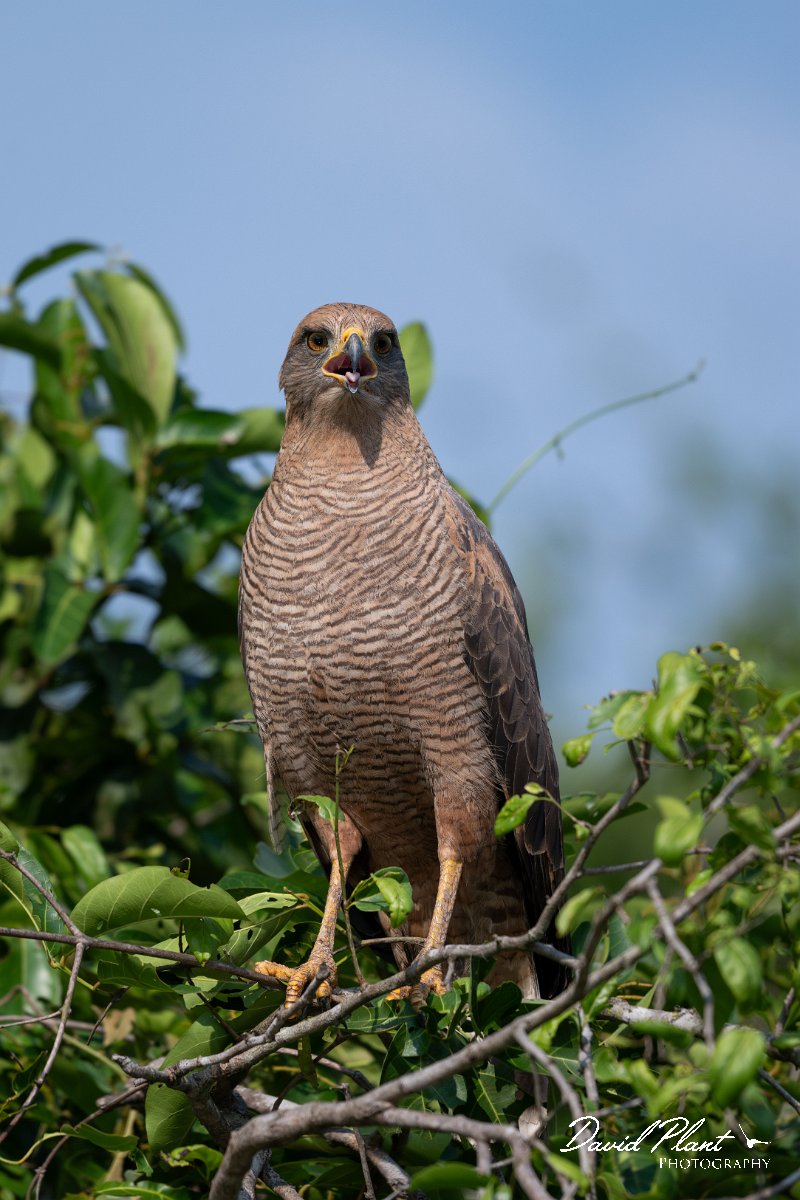 DPPhotography - Pantanal - Savanna hawk - F.jpg - Savanna hawk - Transpantaneira, Brazil