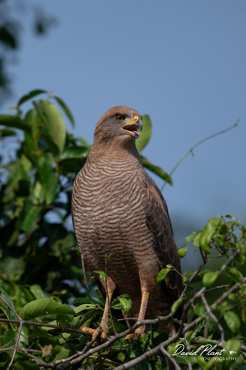 DPPhotography - Pantanal - Savanna hawk - G.jpg - Savanna hawk - Transpantaneira, Brazil