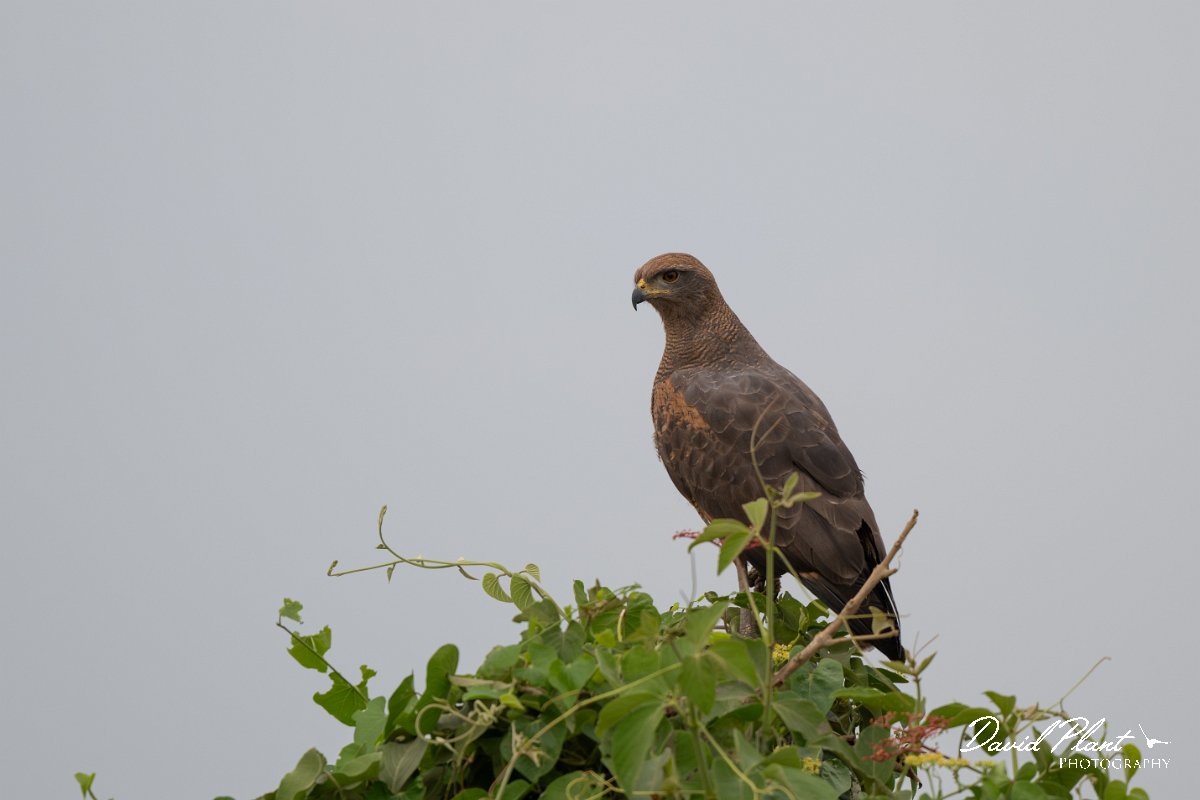 DPPhotography - Pantanal - Savanna hawk - H.jpg - Savanna hawk - Transpantaneira, Brazil