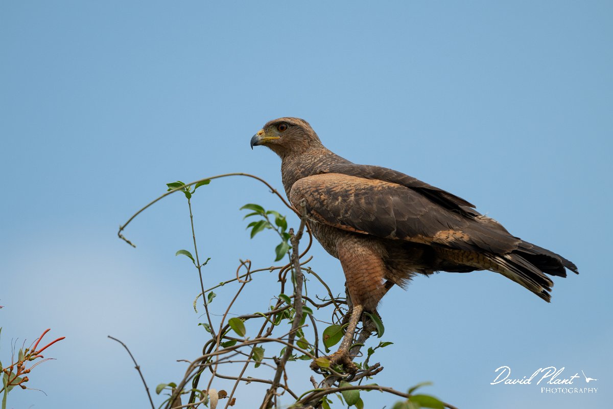 DPPhotography - Pantanal - Savanna hawk - J.jpg - Savanna hawk - Transpantaneira, Brazil