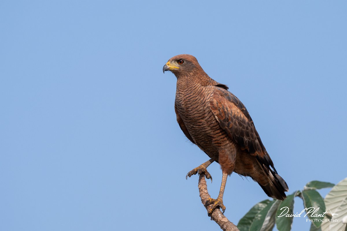 DPPhotography - Pantanal - Savanna hawk - K.jpg - Savanna hawk - Transpantaneira, Brazil