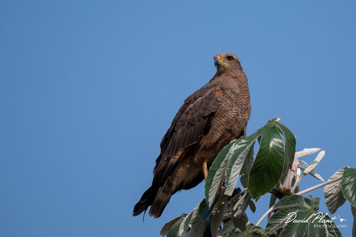 DPPhotography - Pantanal - Savanna hawk - L.jpg - Savanna hawk - Transpantaneira, Brazil