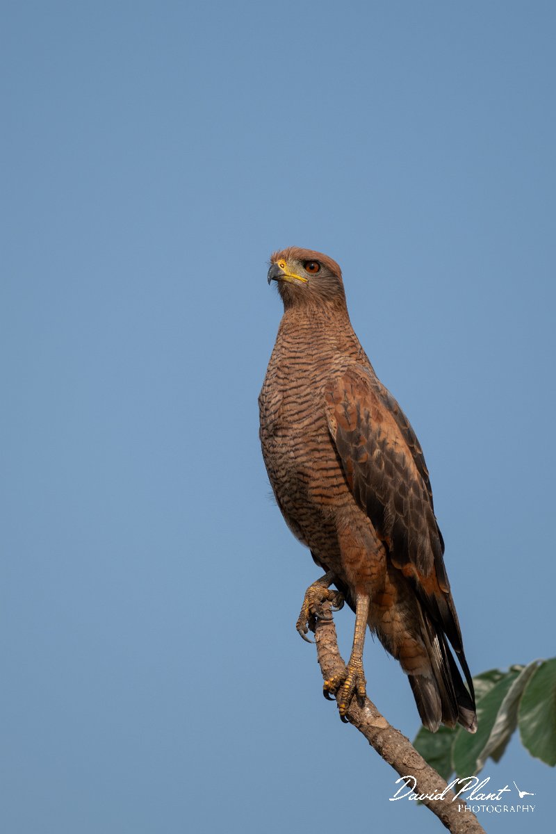 DPPhotography - Pantanal - Savanna hawk - M.jpg - Savanna hawk - Transpantaneira, Brazil