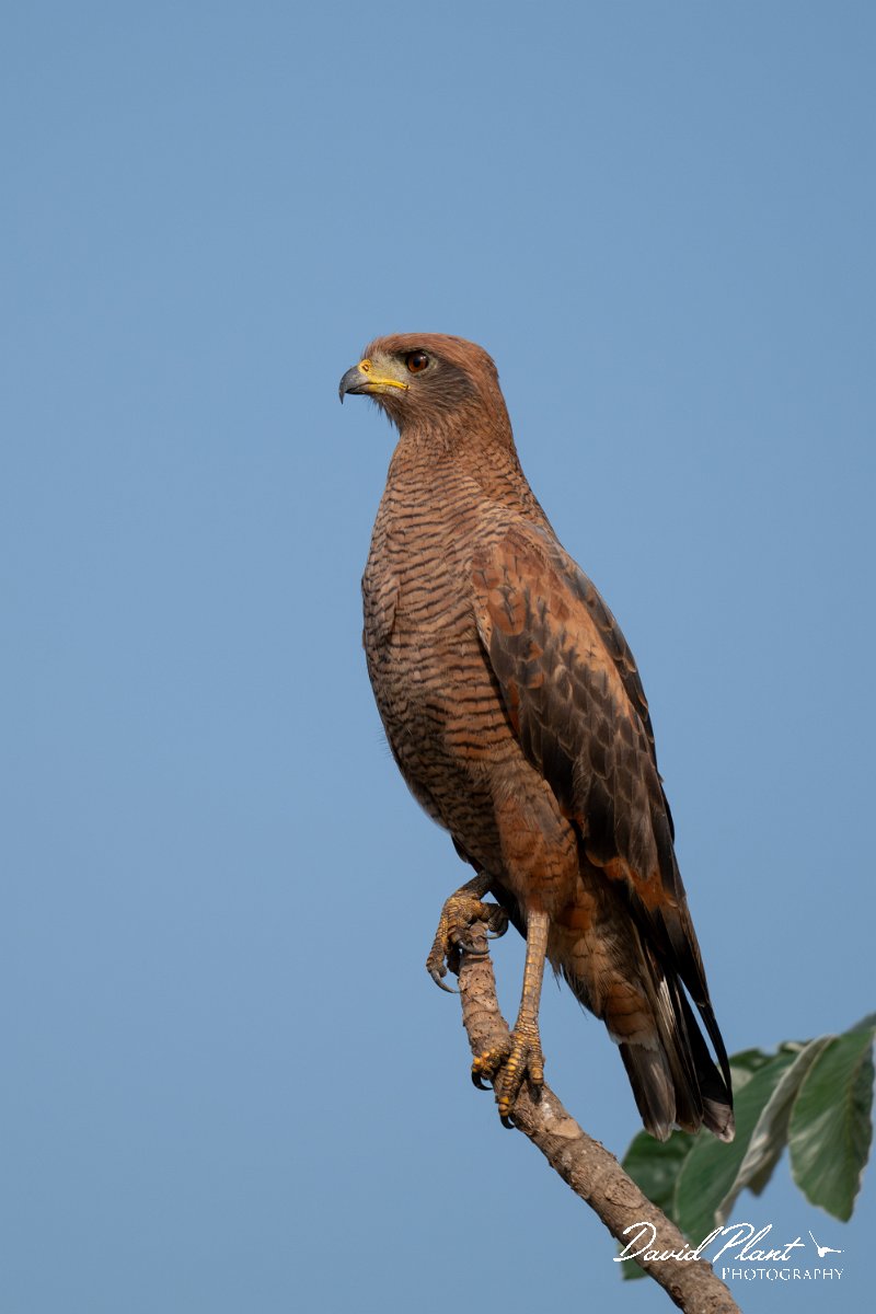 DPPhotography - Pantanal - Savanna hawk - N.jpg - Savanna hawk - Transpantaneira, Brazil
