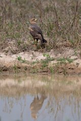 DPPhotography - Pantanal - Savanna hawk - A