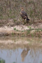 DPPhotography - Pantanal - Savanna hawk - B