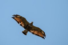 DPPhotography - Pantanal - Savanna hawk - C