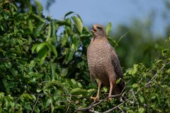 DPPhotography - Pantanal - Savanna hawk - D