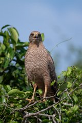 DPPhotography - Pantanal - Savanna hawk - F