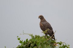 DPPhotography - Pantanal - Savanna hawk - H