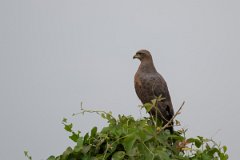 DPPhotography - Pantanal - Savanna hawk - I