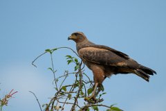 DPPhotography - Pantanal - Savanna hawk - J