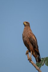 DPPhotography - Pantanal - Savanna hawk - M