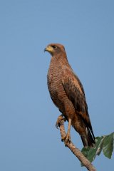 DPPhotography - Pantanal - Savanna hawk - N
