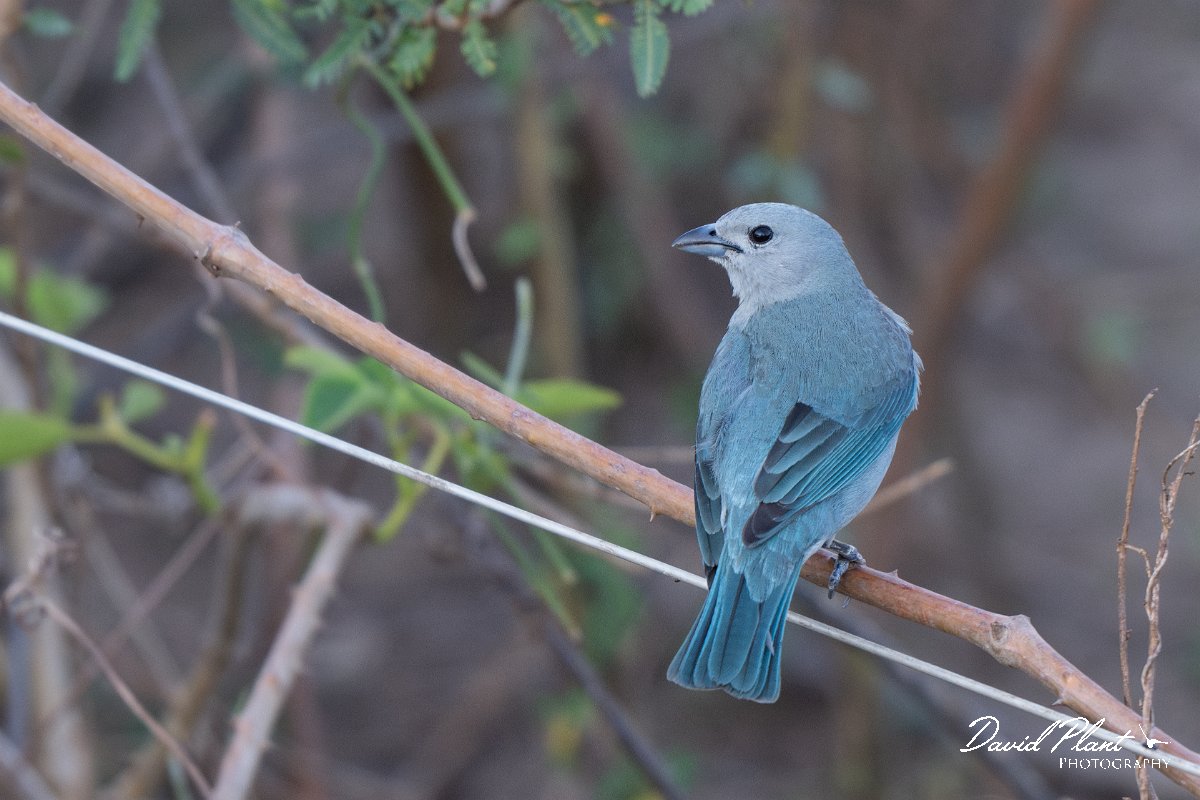 DPPhotography - Pantanal - Sayaca tanager - A.jpg - Sayaca tanager - Transpantaneira, Brazil