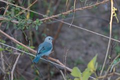 DPPhotography - Pantanal - Sayaca tanager - B