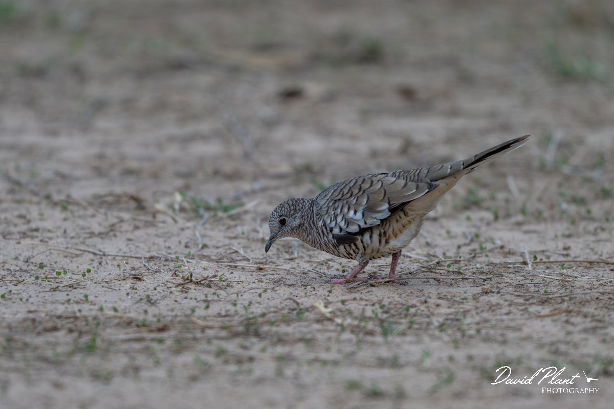 DPPhotography - Pantanal - Scaled dove - A.jpg - Scaled dove - Pantanal, Brazil