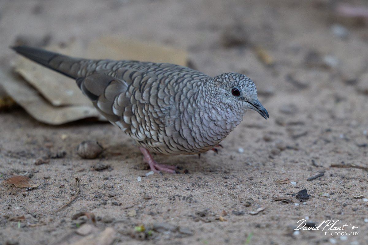 DPPhotography - Pantanal - Scaled dove - B.jpg - Scaled dove - Pantanal, Brazil