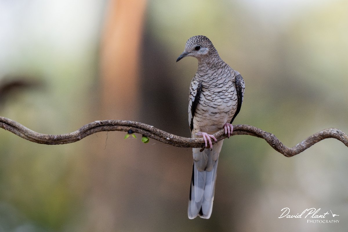DPPhotography - Pantanal - Scaled dove - E.jpg - Scaled dove - Pantanal, Brazil