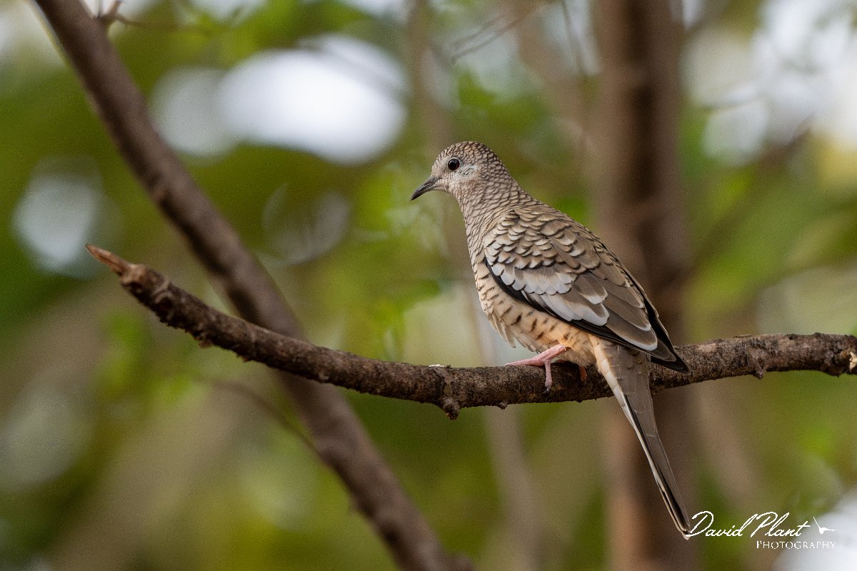 DPPhotography - Pantanal - Scaled dove - F.jpg - Scaled dove - Pantanal, Brazil