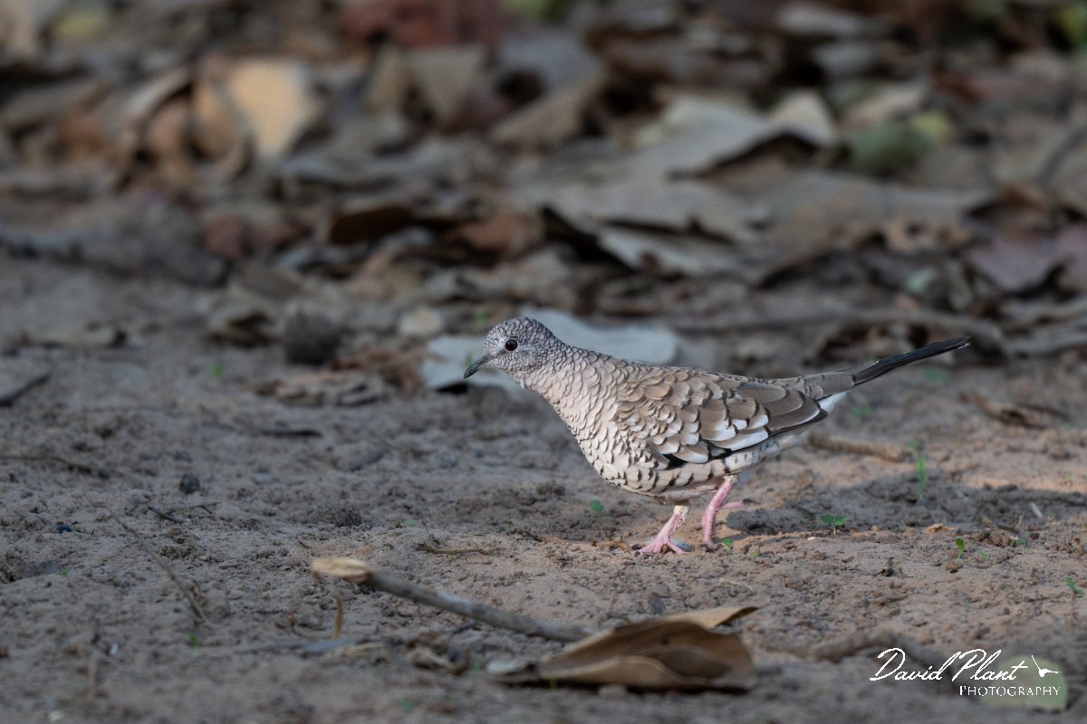 DPPhotography - Pantanal - Scaled dove - G.jpg - Scaled dove - Pantanal, Brazil