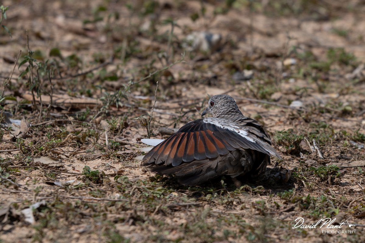 DPPhotography - Pantanal - Scaled dove - H.jpg - Scaled dove - Pantanal, Brazil
