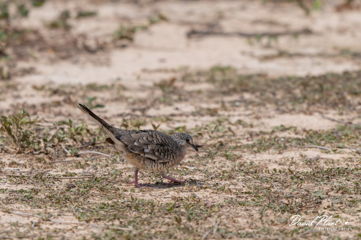DPPhotography - Pantanal - Scaled dove - I.jpg - Scaled dove - Pantanal, Brazil
