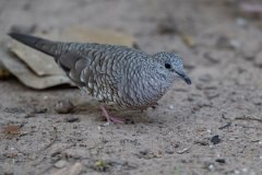 DPPhotography - Pantanal - Scaled dove - B