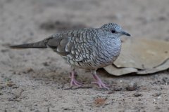 DPPhotography - Pantanal - Scaled dove - C