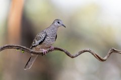 DPPhotography - Pantanal - Scaled dove - D