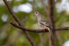 DPPhotography - Pantanal - Scaled dove - F