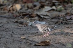 DPPhotography - Pantanal - Scaled dove - G