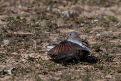 DPPhotography - Pantanal - Scaled dove - H