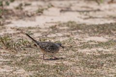 DPPhotography - Pantanal - Scaled dove - I