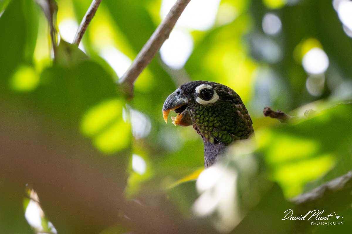 DPPhotography - Pantanal - Scaly-headed parrot - B.jpg - Scaly-headed parrot - Pantanal, Brazil