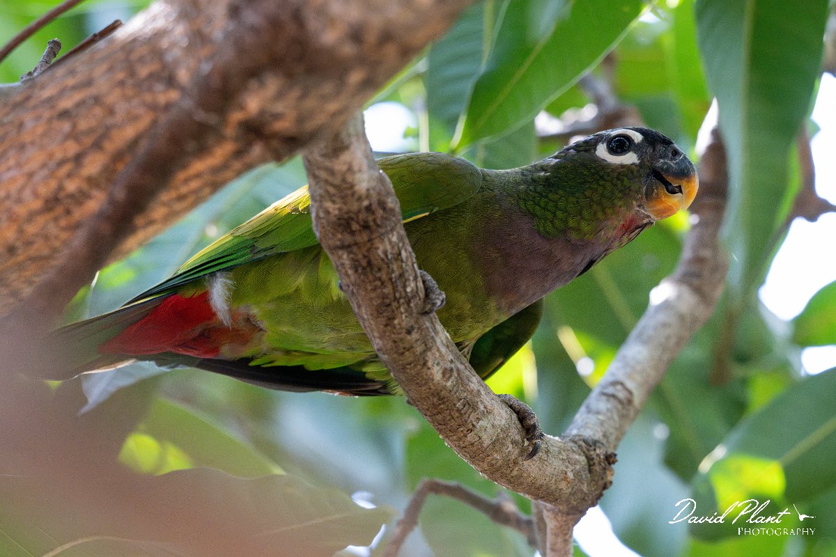 DPPhotography - Pantanal - Scaly-headed parrot - C.jpg - Scaly-headed parrot - Pantanal, Brazil
